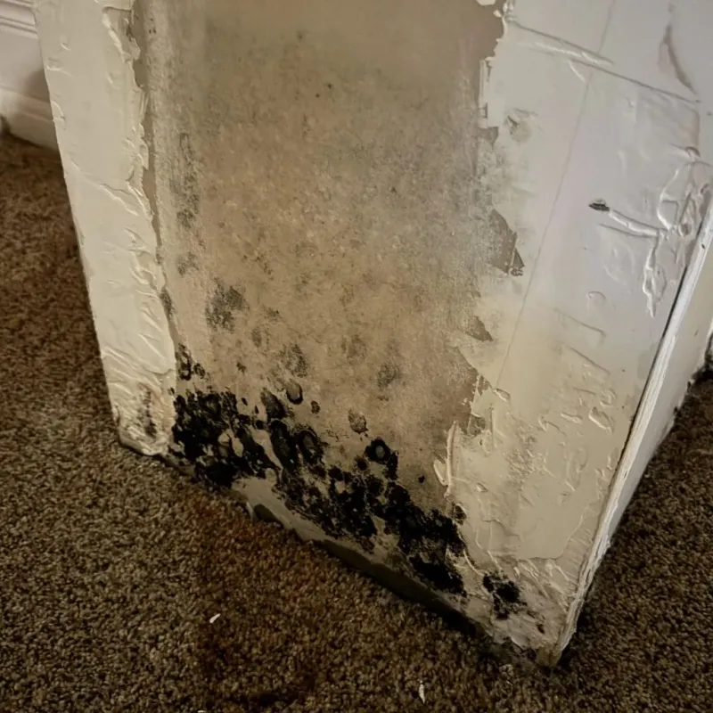 Professional Mold Removal in Violet, LA